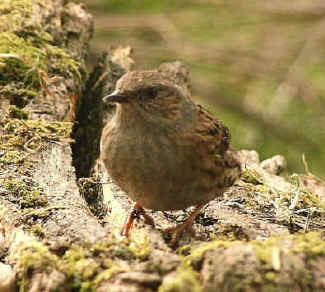 Dunnock