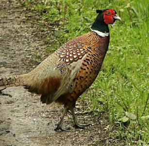 Male Pheasant