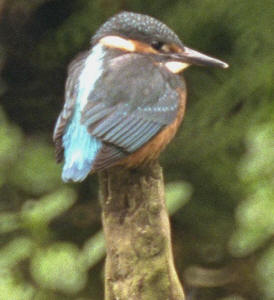 Kingfisher