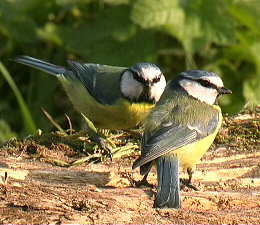 bluetits.jpg (27957 bytes)