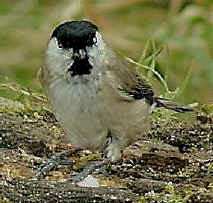 marsh_tit.JPG (33500 bytes)