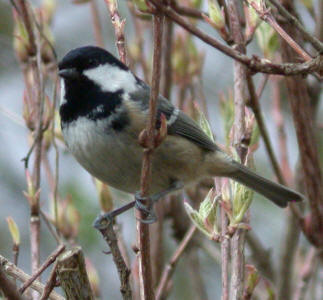 Coal Tit