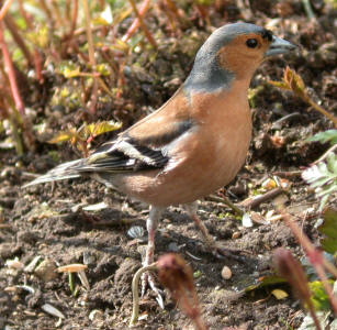 Male Chaffinch