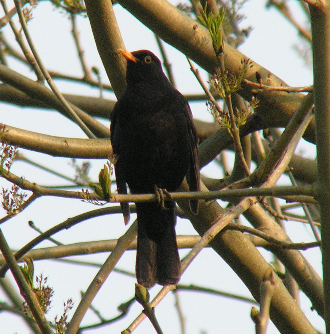 Male Blackbird