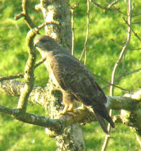 Buzzard