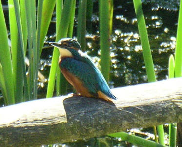 Kingfisher