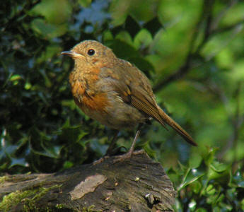 Juvenile Robin