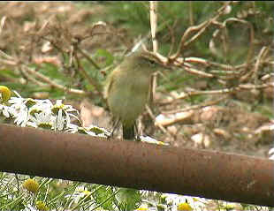 chiff chaff2.jpg (29212 bytes)