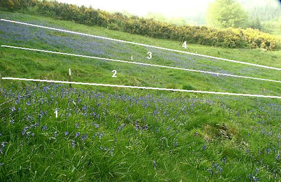 Bluebells flowering in sections 1 - 4