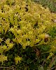 Biting Stonecrop  -  Sedum acre