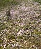 A carpet of Bog Pimpernel  -  Anagallis tenella