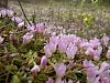 Bog Pimpernel  -  Anagallis tenella