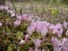 Bog Pimpernel  -  Anagallis tenella