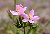 Common Centaury  -  Centaurium erythraea