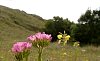 Common Centaury  -  Centaurium erythraea