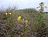 Common Evening-Primrose - Oenothera biennis. An unwelcome alien species.