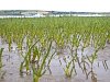 Glasswort also known as Marsh Samphire  - Salicornia europaea