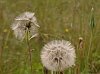 Goat's beard also known as Jack-go-to-bed-at-noon  -  Tragopogon pratensis minor