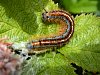 Lackey Moth caterpillar