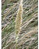 Marram grass flowering