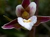 Marsh Helleborine  -  Epipactis palustris