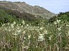 Meadowsweet  -  Filipendula ulmaria with dunes in the background