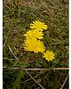 Mouse-ear  Hawkweed  -  Pilosella officinarum