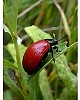 poplar_leaf_beetle7.jpg