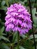 Pyramidal Orchid - Anacamptis pyramidalis