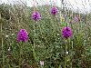 Pyramidal Orchid - Anacamptis pyramidalis