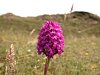 Pyramidal Orchid - Anacamptis pyramidalis