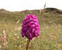 Pyramidal Orchid - Anacamptis pyramidalis