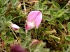 Common Restharrow  -  Ononis repens