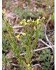 Sand Toadflax  -  Linaria arenaria