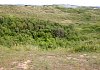 View of a scrub woodland in one of the slacks