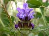 Selfheal - Prunella vulgaris