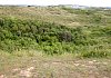 View of slacks (the valleys between the dunes)