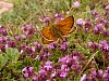 Small Skipper butterfly on Wild Thyme