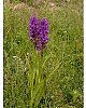 Southern Marsh-orchid  -  Dactylorhiza praetermissa