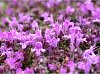 Wild Thyme  -  Thymus polytrichus