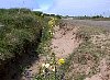 Common Evening-Primrose - Oenothera biennis. An unwelcome alien species.