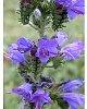 Viper's-Bugloss - Echium vulgare