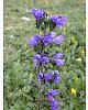 Viper's-Bugloss - Echium vulgare