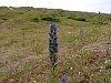 Viper's-Bugloss - Echium vulgare