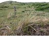 Dunes and scrub woodland with Viper's-Bugloss in the foregound