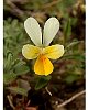 Viola tricolor curtisii