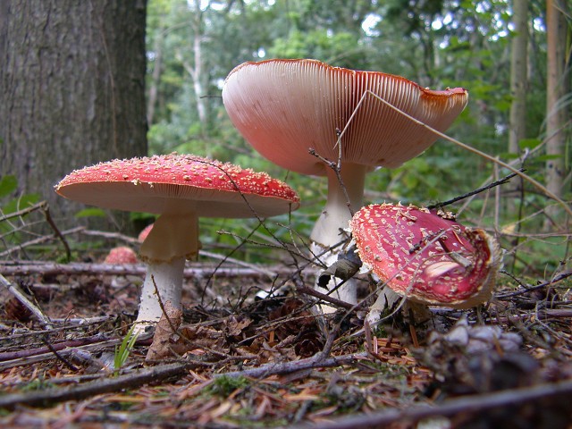 DSCN3909