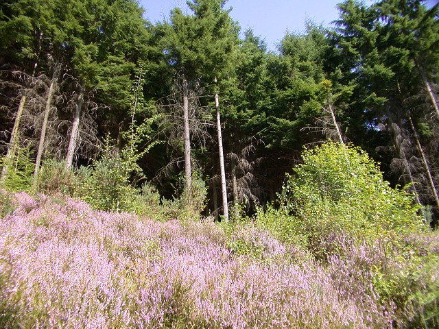 DSCN9960