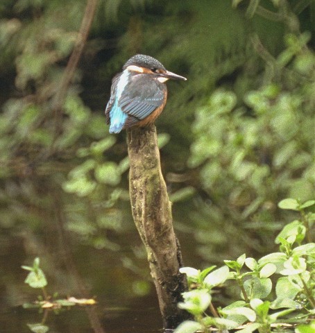 KINGFISHER