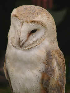 Barn Owl, Tyto alba